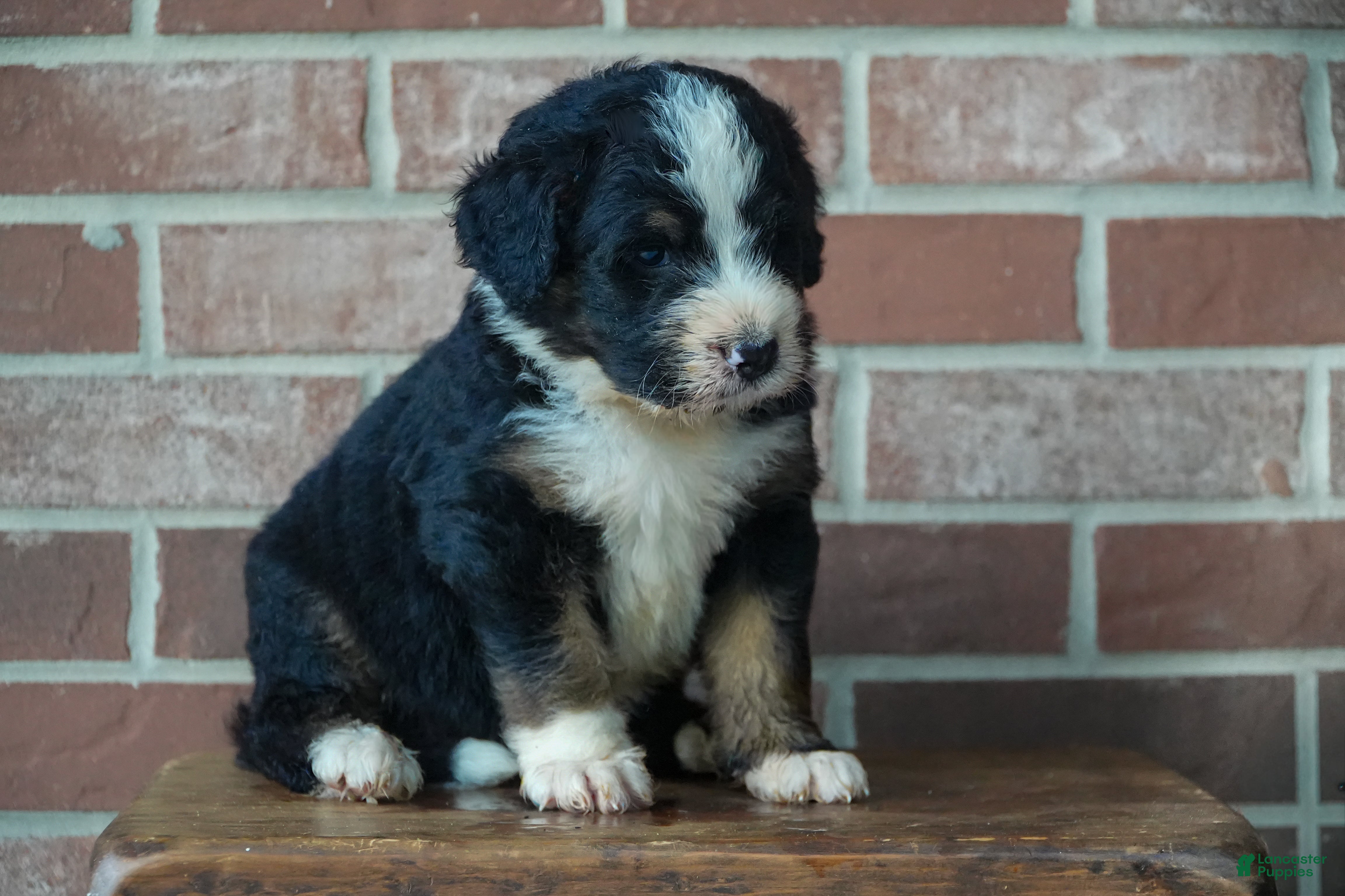 Bernedoodle dogs River - Ad 1