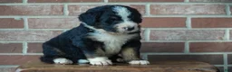 Bernedoodle dogs for sale: River - Ad 1