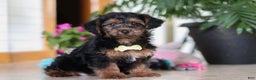 Yorkiepoo dogs for sale: Jaden - Ad 2