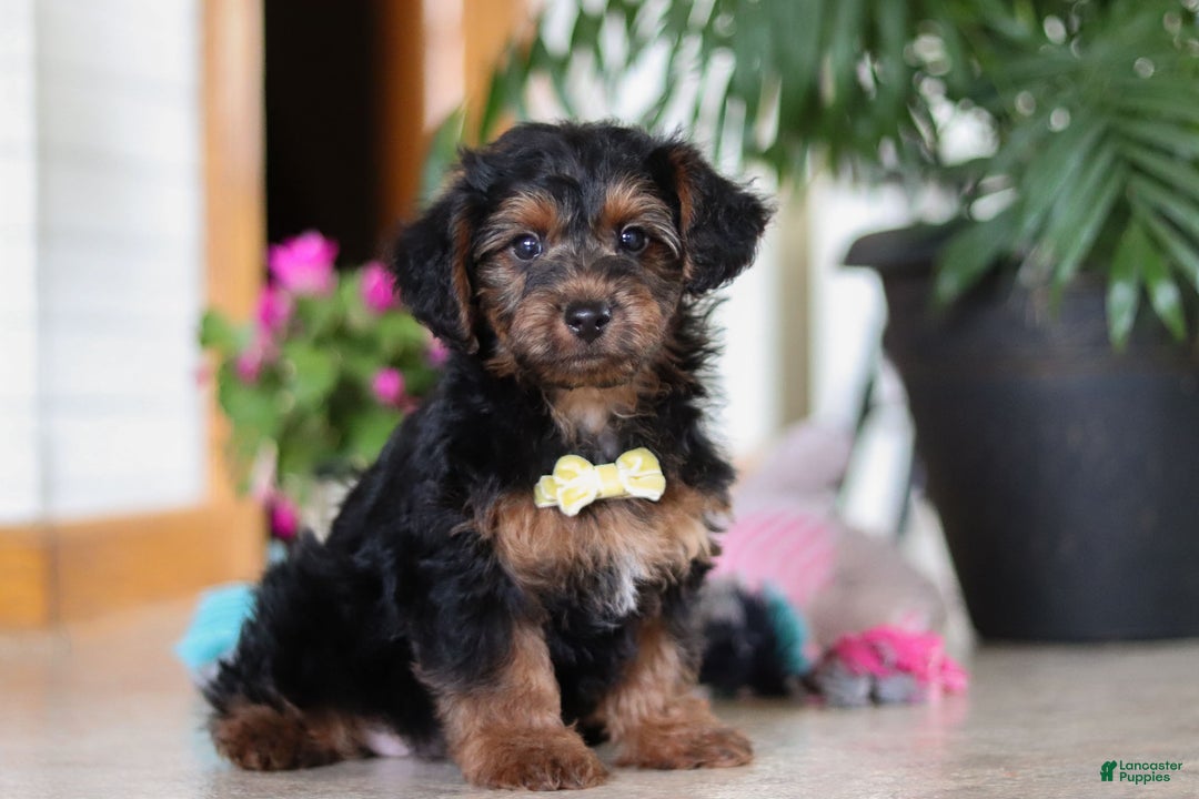 Yorkiepoo dogs for sale: Jaden - Ad 2