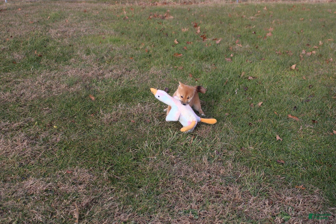 Shiba Inu dogs for sale: Aphrodite  - Ad 1