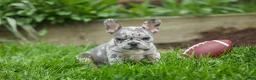 French Bulldog dogs for sale: Archie Beautiful Merle  Pup💙🐾 - Ad 14