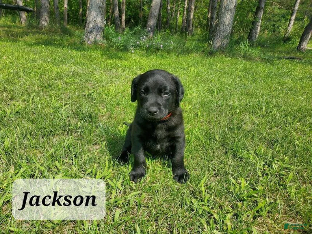Labrador Retriever dogs for sale: Labrador Retriever Puppy 3 - Ad 1