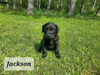 Labrador Retriever dogs Labrador Retriever Puppy 3 - Ad 10