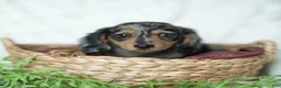 Miniature Dachshund dogs for sale: Pumpkin 🤎 - Ad 5