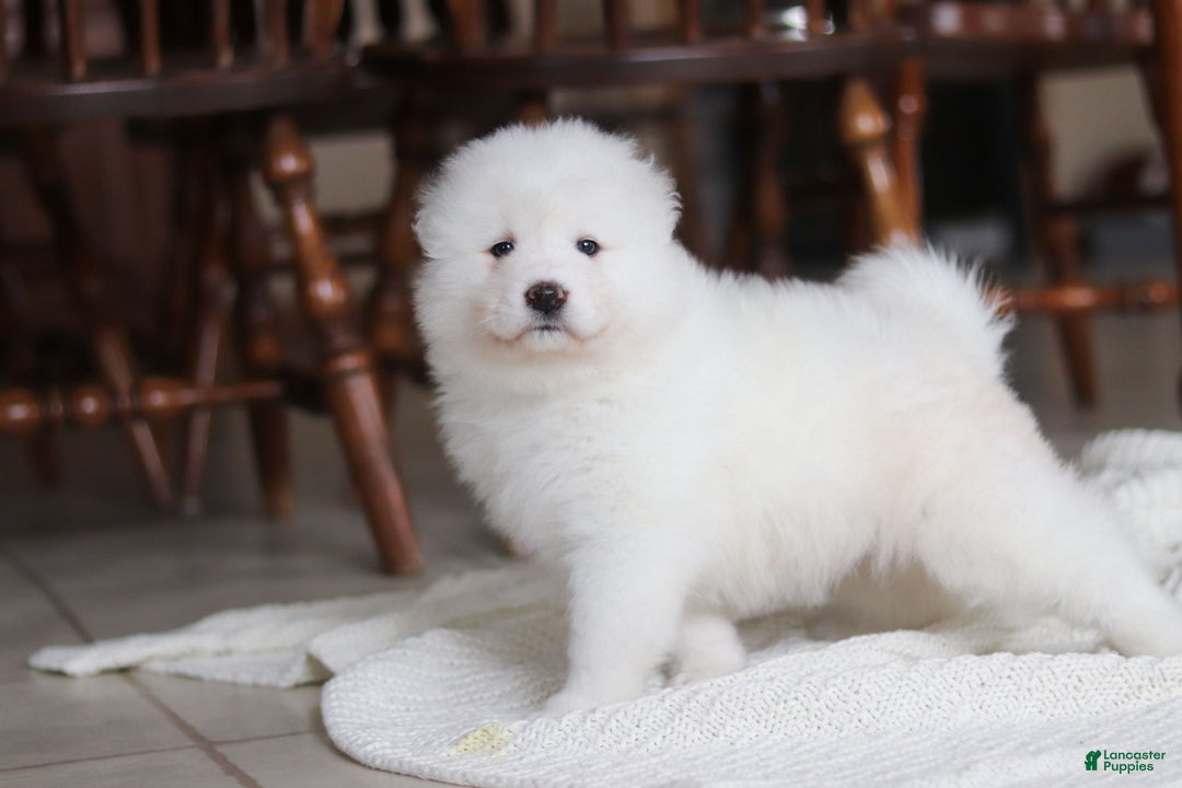 Samoyed dogs for sale: Fern - Ad 5