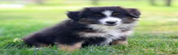 Miniature Australian Shepherd dogs for sale: Jen - Ad 4