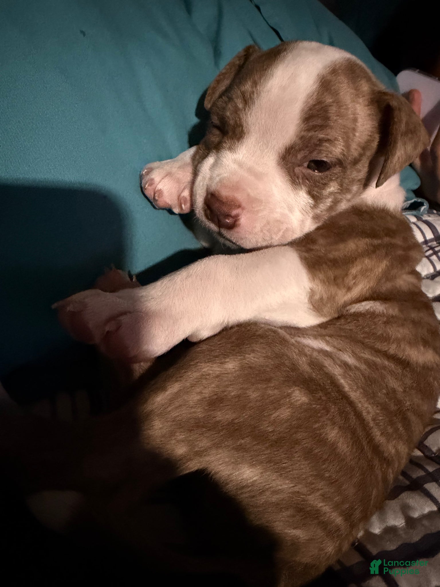 Mixed Breed dogs Mixed Breed of 1 - Ad 31