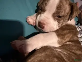 Mixed Breed dogs Mixed Breed of 1 - Ad 31