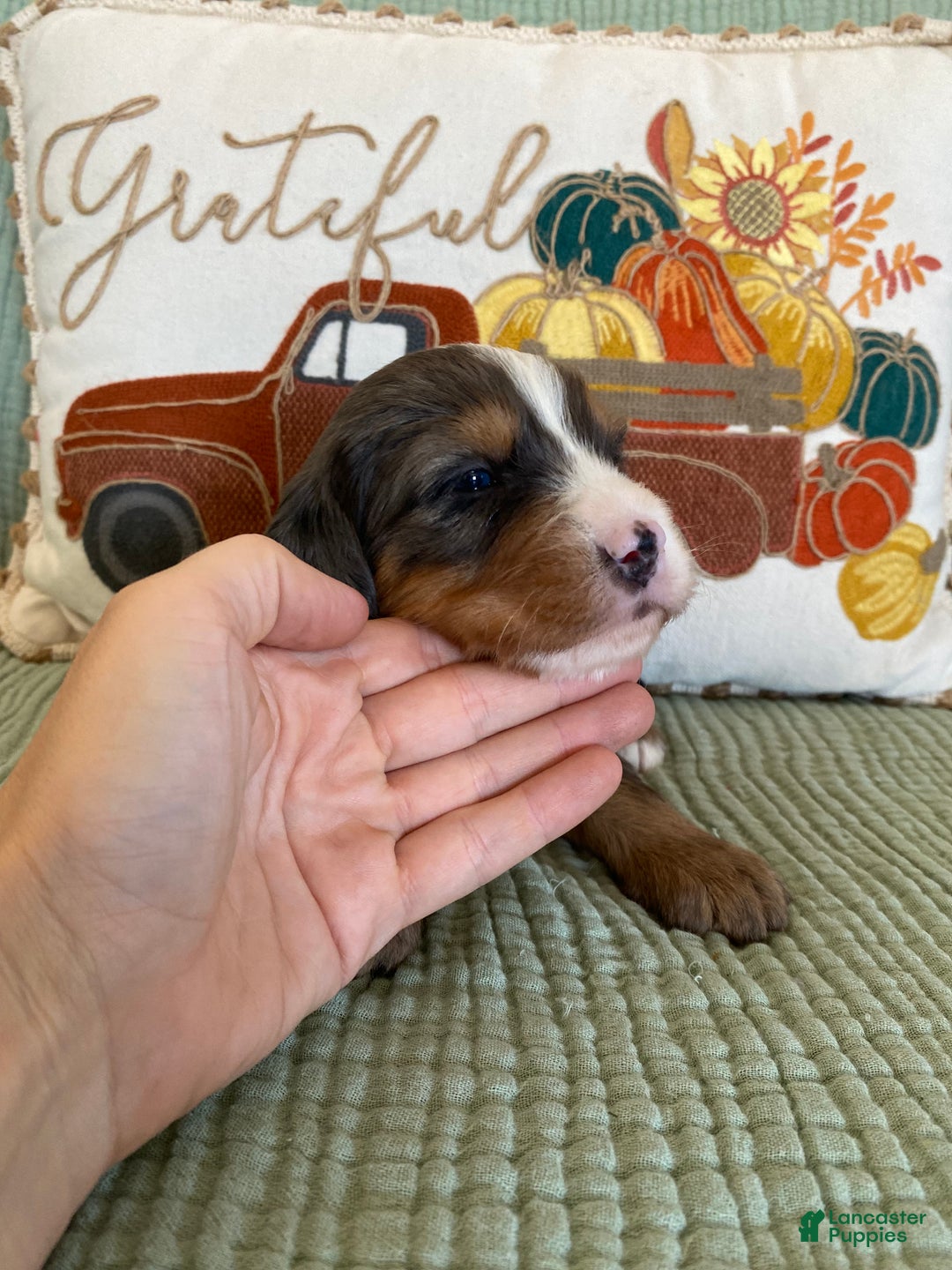 Bernedoodle dogs for sale: Princess - Ad 26