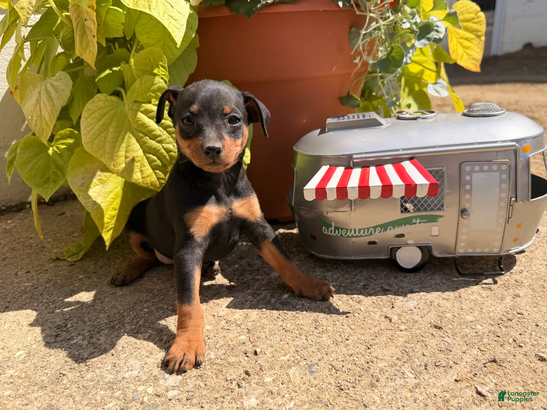 Miniature Pinscher dogs for sale: Jasmine’s  - Ad 5