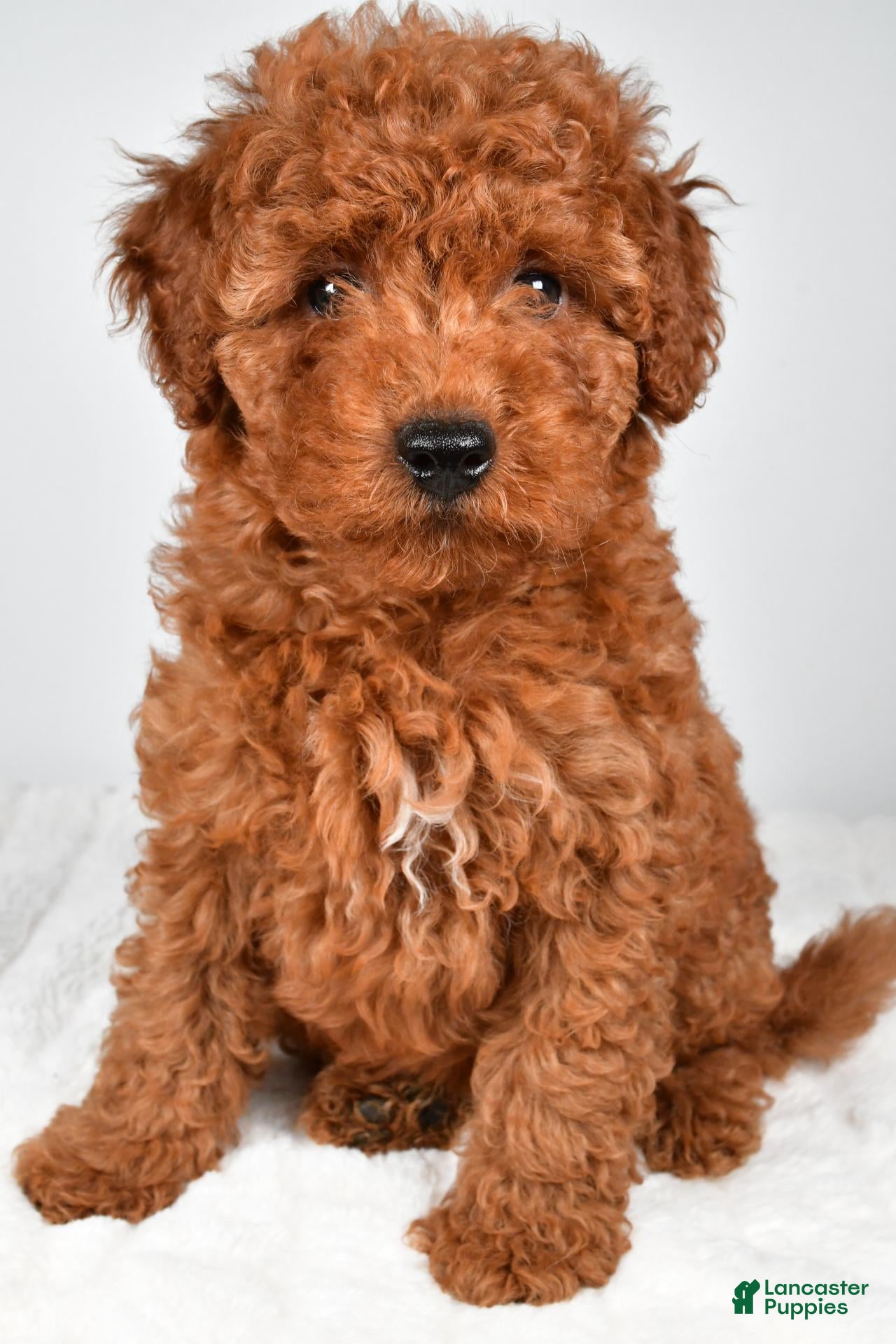 Miniature Poodle dogs Sammy - Ad 2