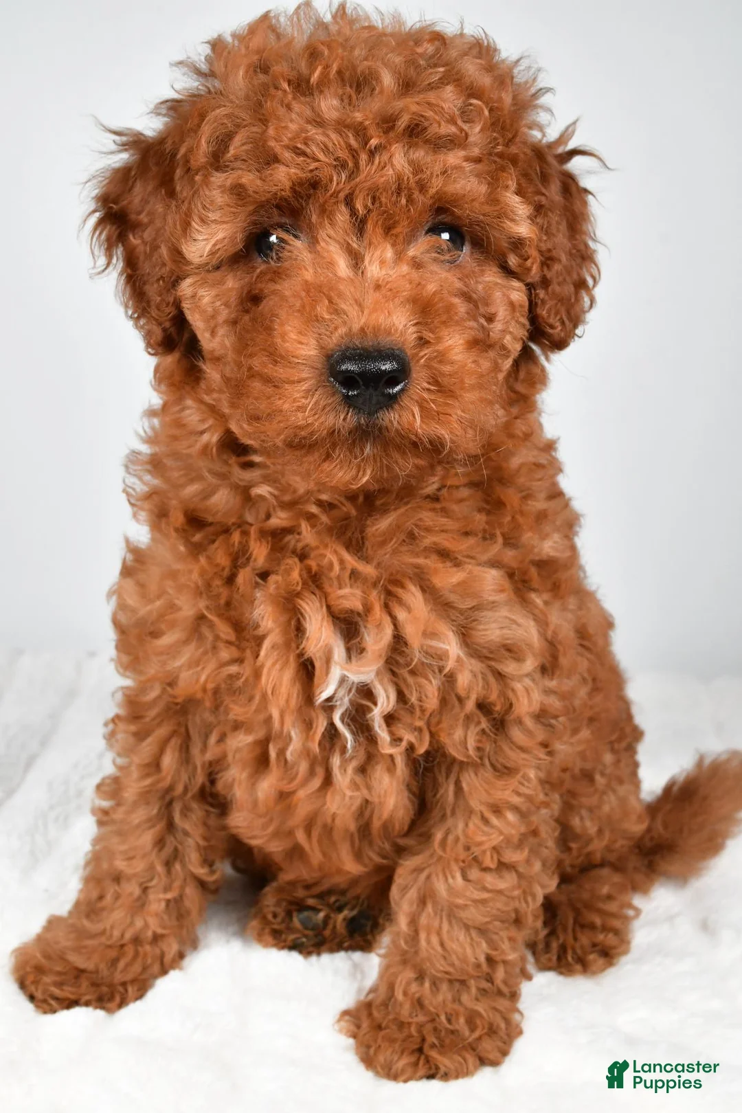 Miniature Poodle dogs for sale: Sammy - Ad 2