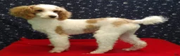 Miniature Poodle dogs for sale: Rusty  - Ad 1