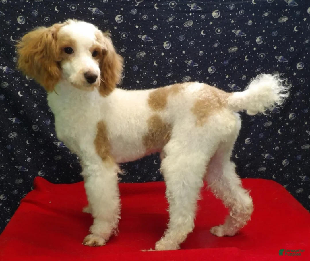 Miniature Poodle dogs for sale: Rusty  - Ad 1