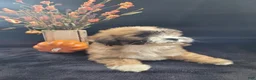 Lhasapoo dogs for sale: Little Jill - Ad 2
