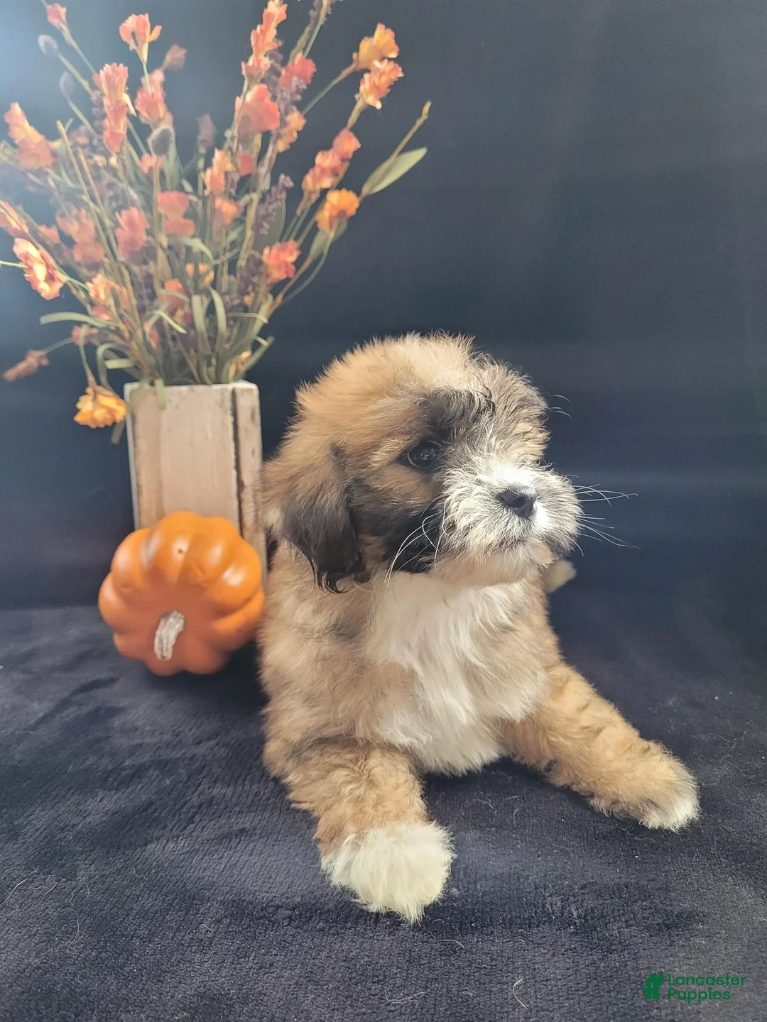 Lhasapoo dogs for sale: Little Jill - Ad 2
