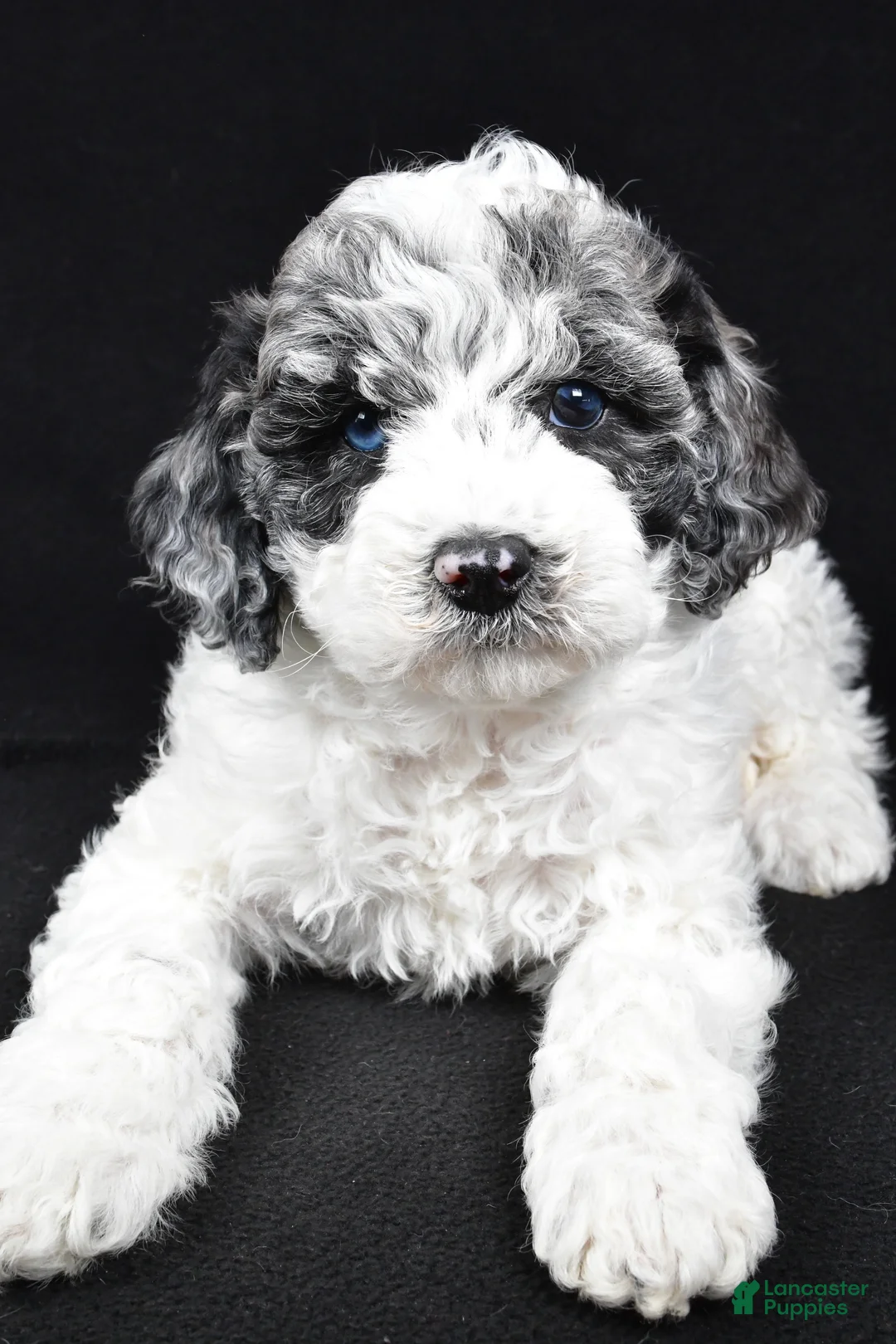 Cockapoo dogs for sale: Diesel - Ad 5
