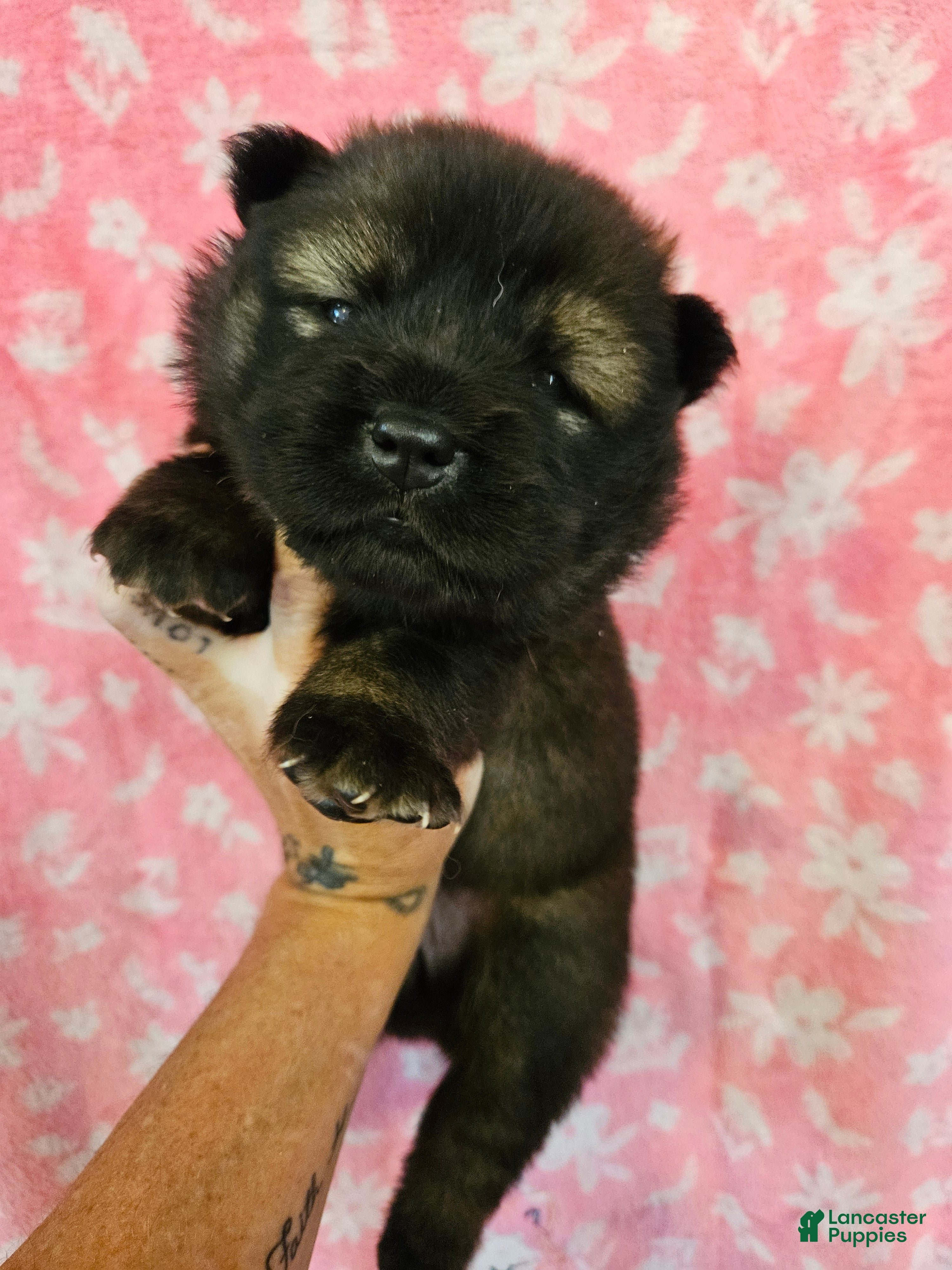 Chow Chow dogs Dark Red and tan - Ad 1