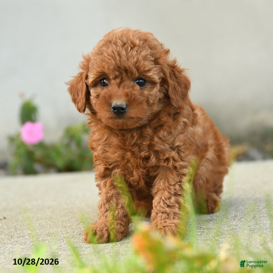 Goldendoodle dogs for sale: Popcorn - Ad 1