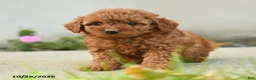 Goldendoodle dogs for sale: Popcorn - Ad 1