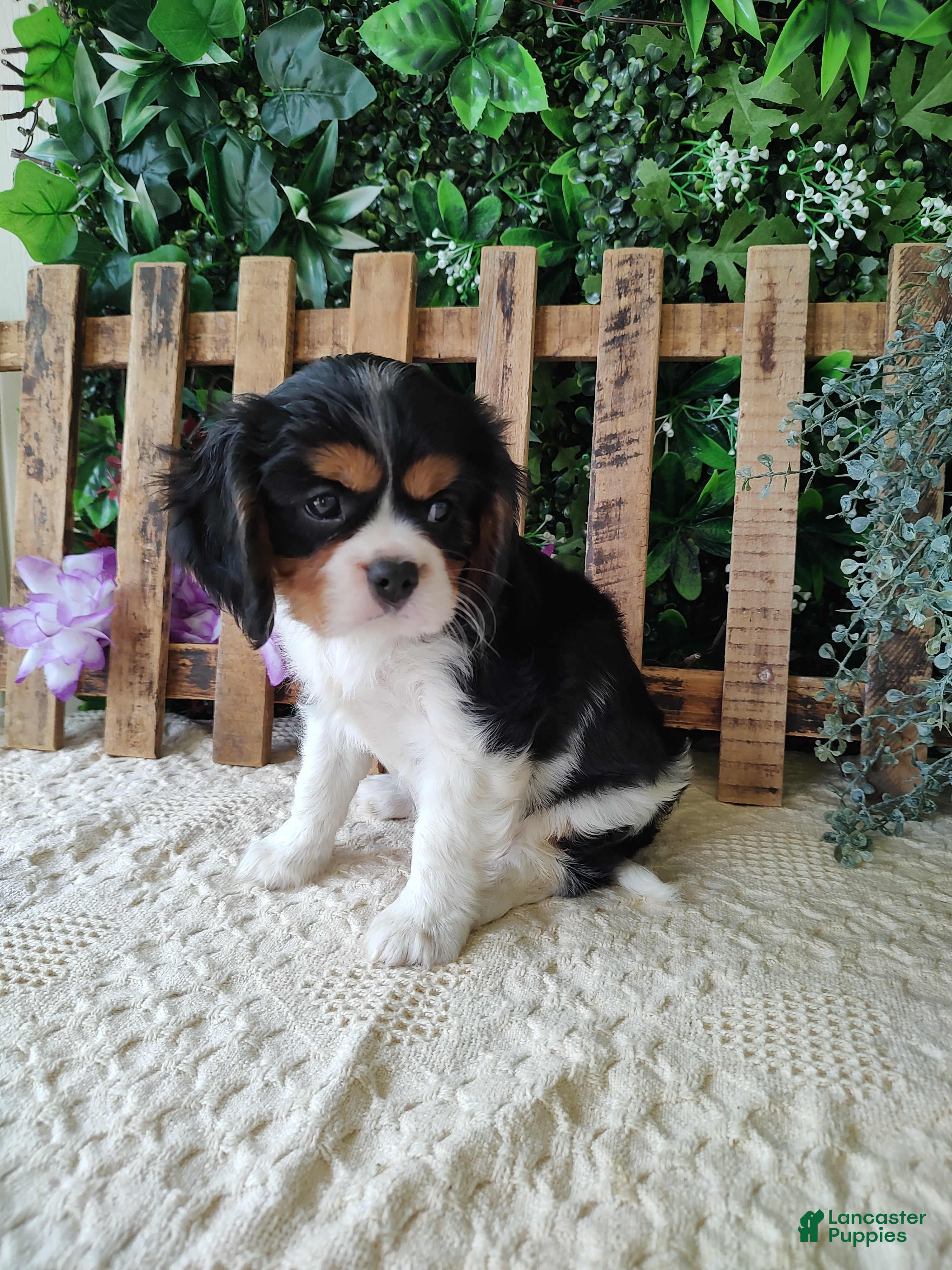 Cavalier King Charles Spaniel dogs Sasha - Ad 2