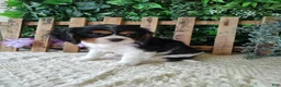 Cavalier King Charles Spaniel dogs for sale: Sasha - Ad 2