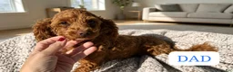 Toy Poodle dogs for sale: CHICO - ACA TOY POODLE - Ad 2