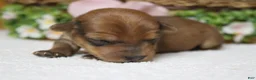 Yorkiepoo dogs for sale: Jacque  - Ad 10