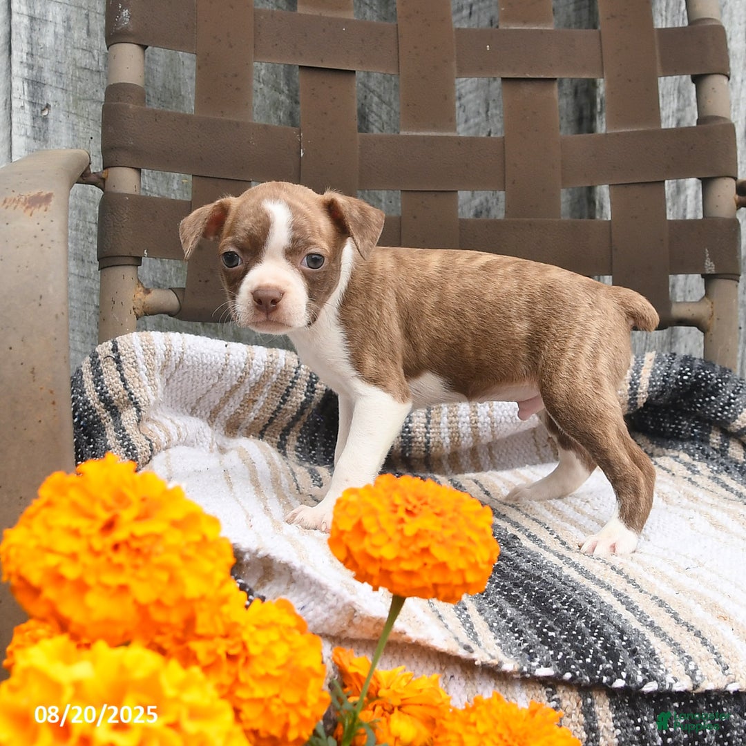 Boston Terrier dogs for sale: Poppy - Ad 4