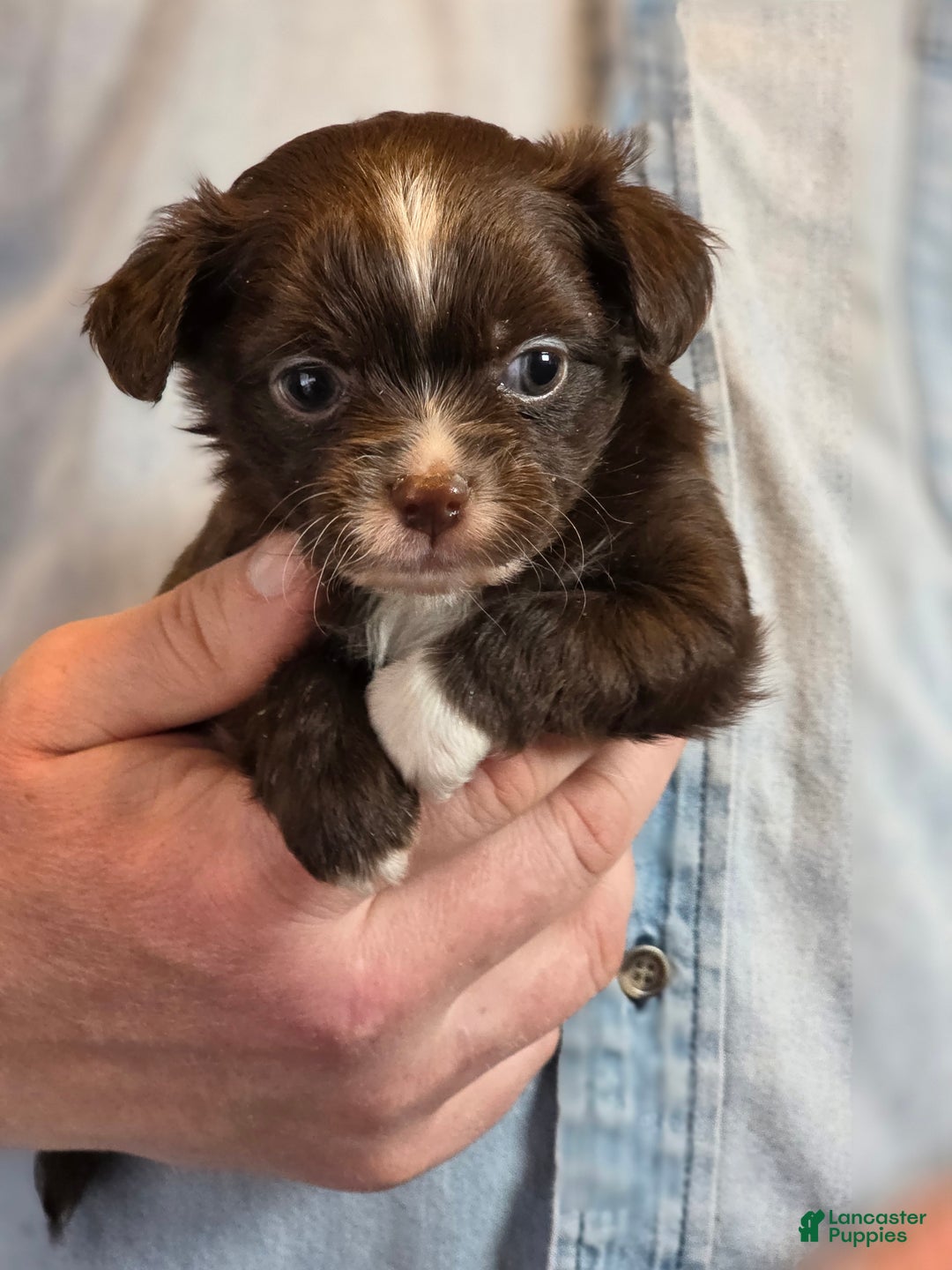 Chihuahua dogs for sale: Teddy - Ad 16