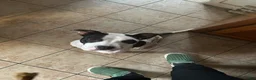 American Bully dogs for sale: Snickers  - Ad 4