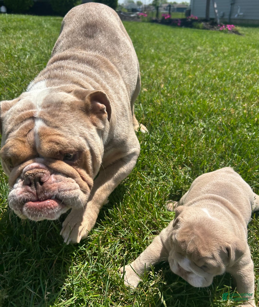 English Bulldog dogs for sale: Lavender - Ad 7