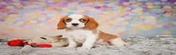 Beaglier dogs for sale: Brooke - Ad 9