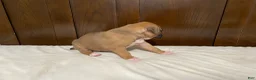 Boxer dogs for sale: Milo - Ad 12