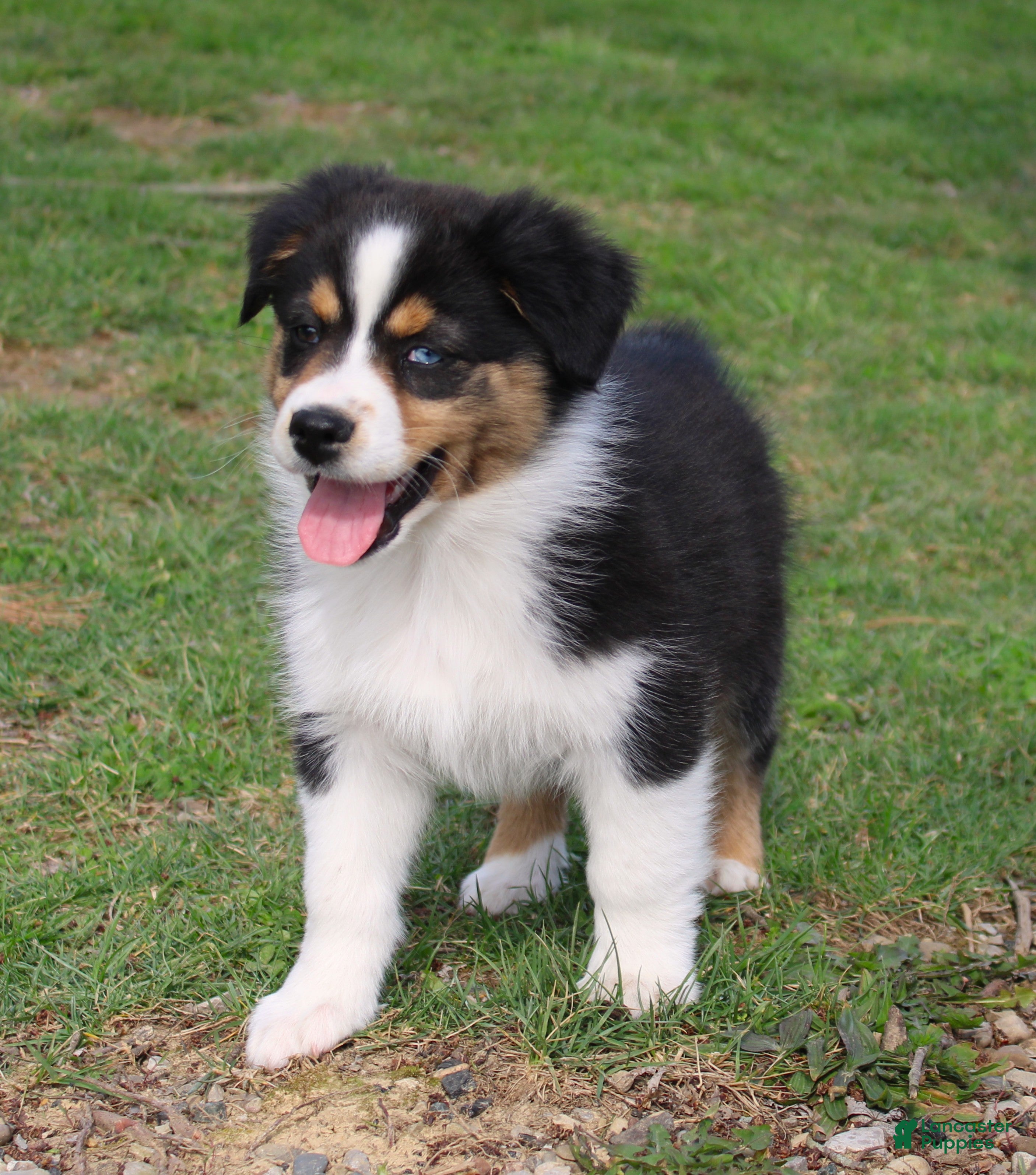 Australian Shepherd dogs Twig - Ad 1