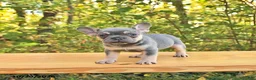 French Bulldog dogs for sale: Ari - Ad 3