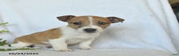 Jack Russell Terrier dogs for sale: Ramsey  - Ad 4