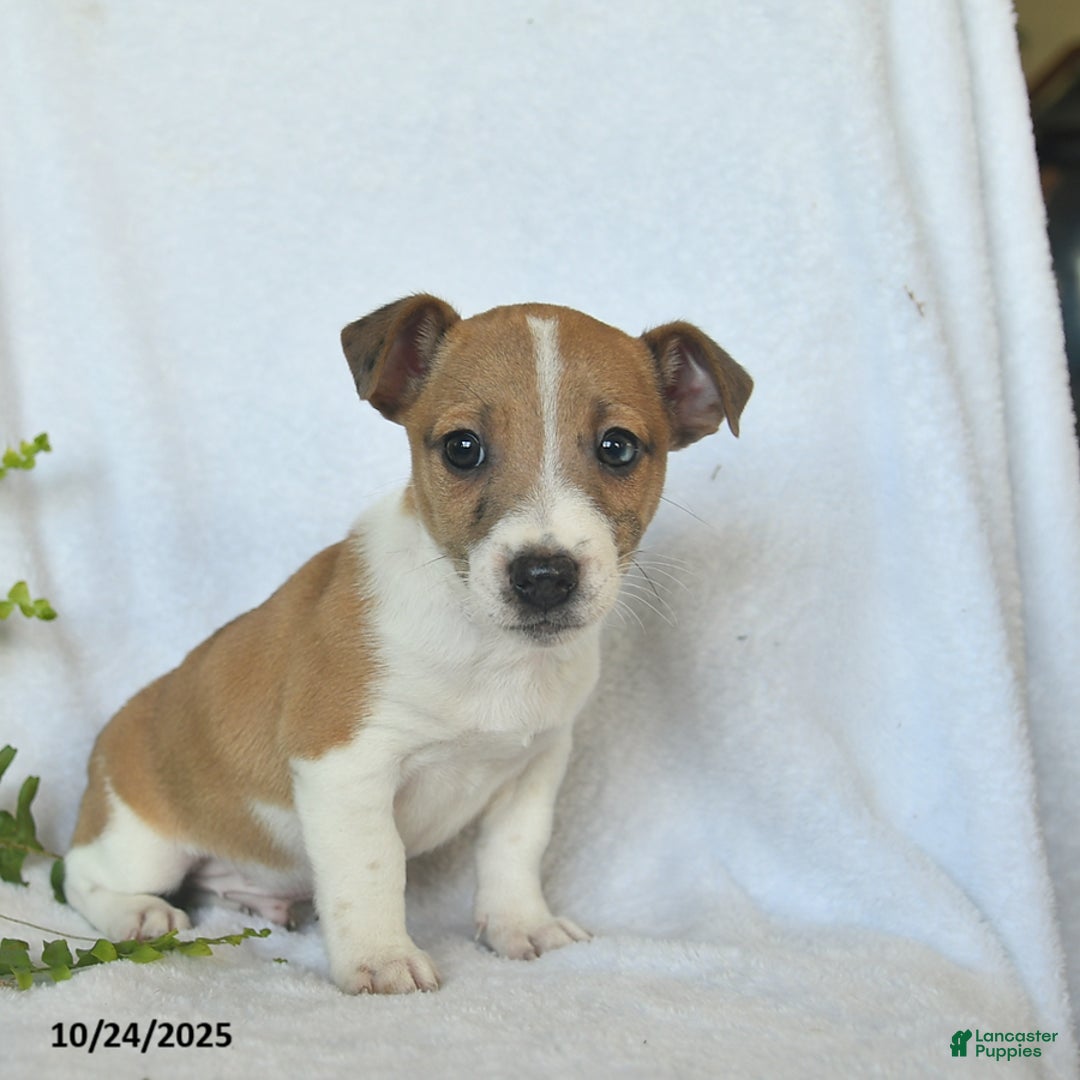 Jack Russell Terrier dogs for sale: Ramsey  - Ad 4