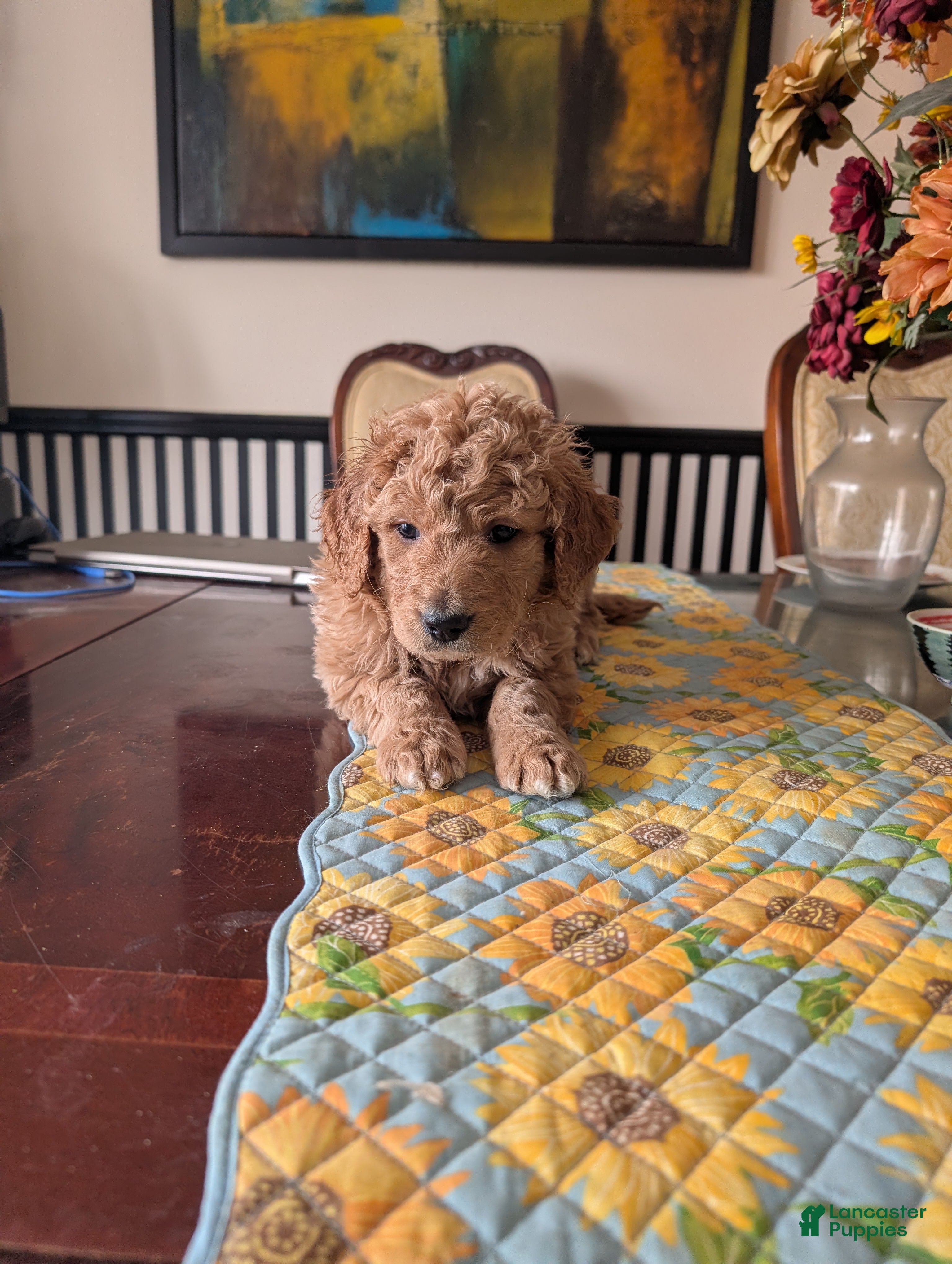 Goldendoodle dogs Henry - Ad 4