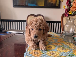 Goldendoodle dogs Henry - Ad 6