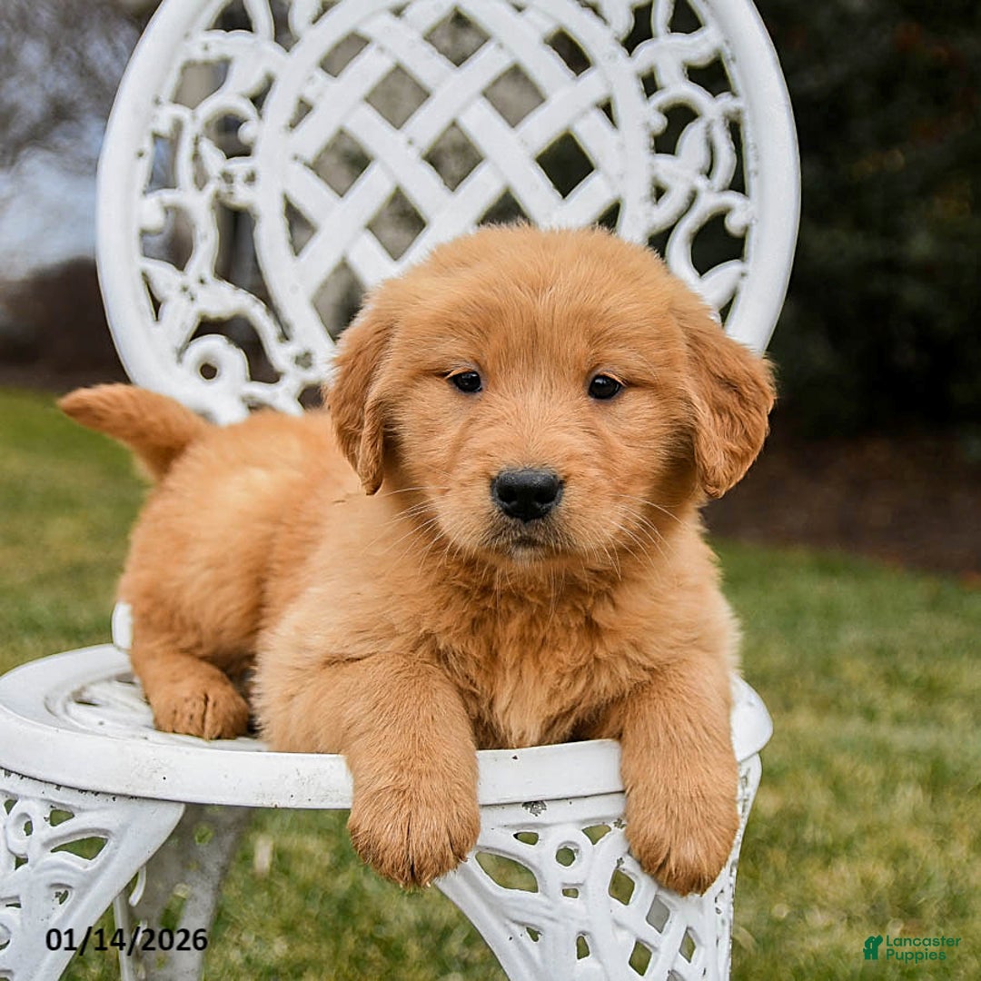 Golden Retriever dogs for sale: Piper - Ad 2