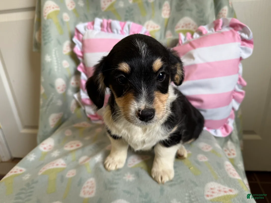 Mixed Breed dogs for sale: Caries - Ad 1