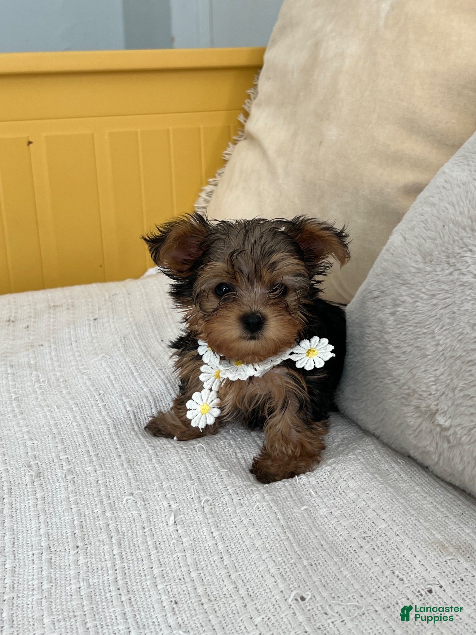 Yorkshire Terrier dogs Yorkshire Teacup - Ad 30