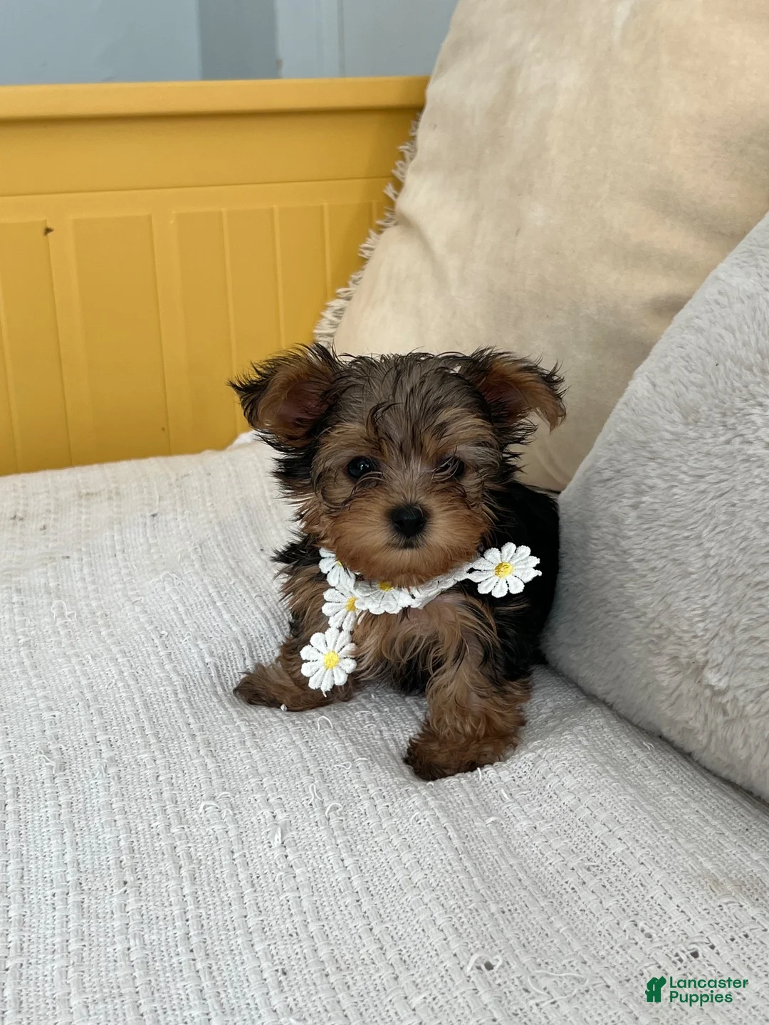 Yorkshire Terrier dogs for sale: Yorkshire Teacup - Ad 1