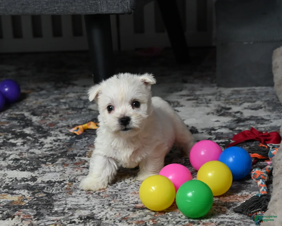 West Highland Terrier dogs for sale: Lizzie - Ad 1