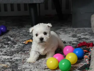 West Highland Terrier dogs for sale: Lizzie - Ad 2