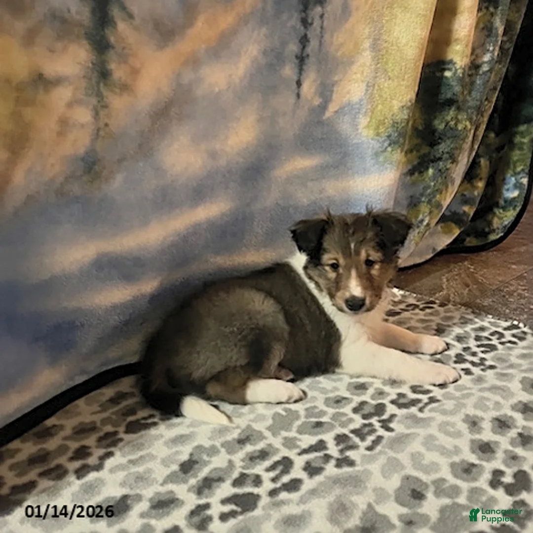 Shetland Sheepdog dogs for sale: Alice - Ad 1