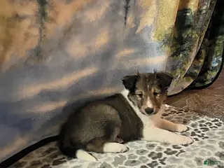 Shetland Sheepdog dogs Alice - Ad 5