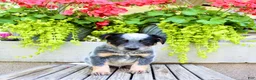Australian Cattle Dog dogs for sale: Snickers  - Ad 2